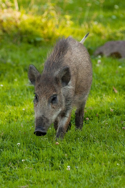 Herstellung und Gewinnung von Wildschweinborsten